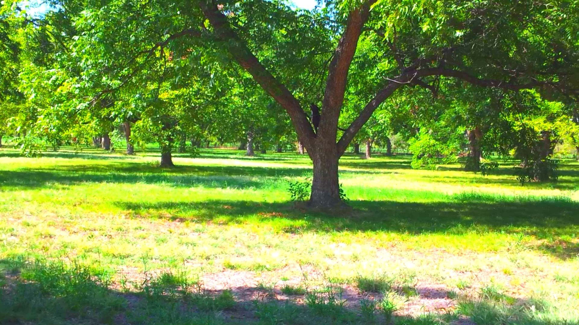 Pecan grove