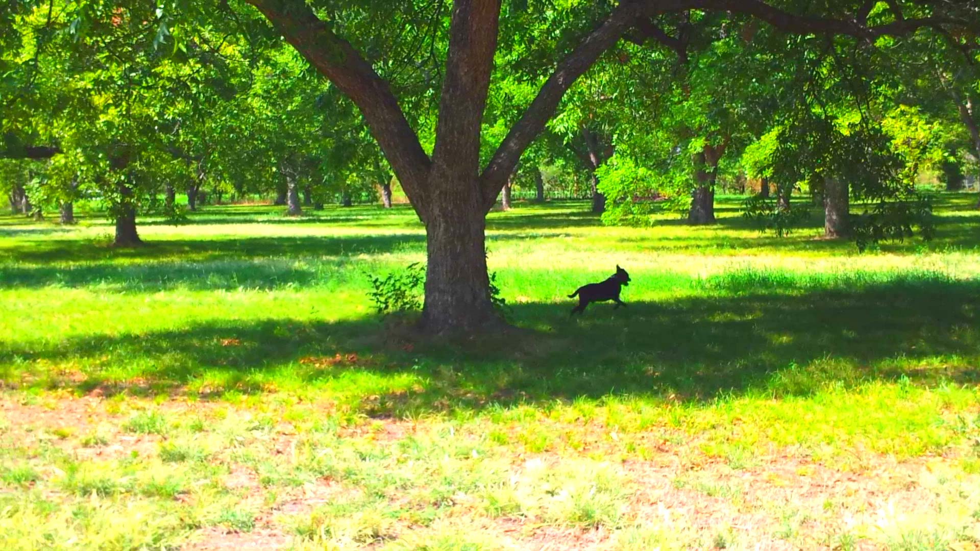 Frazier Pecan Grove - Leonard, OK